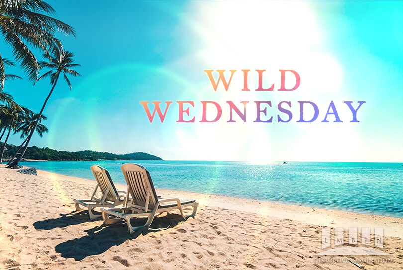 Wild Wednesday Banner