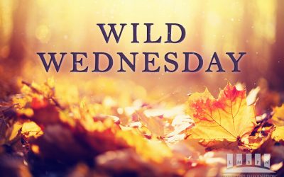 Trick or Treat it’s Wild Wednesday, October 29, 2025
