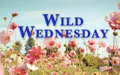 A Bundle of Deals Wild Wednesday May 17, 2023