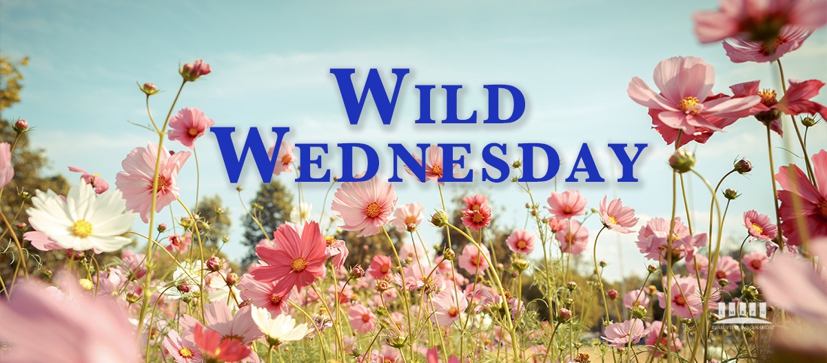Wild Wednesday Banner 